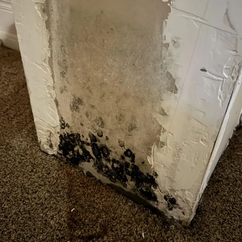Professional Mold Removal in Centerville, PA